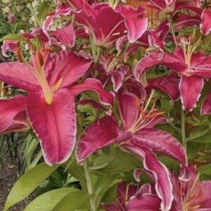 Deep pink lilies blooming in a garden