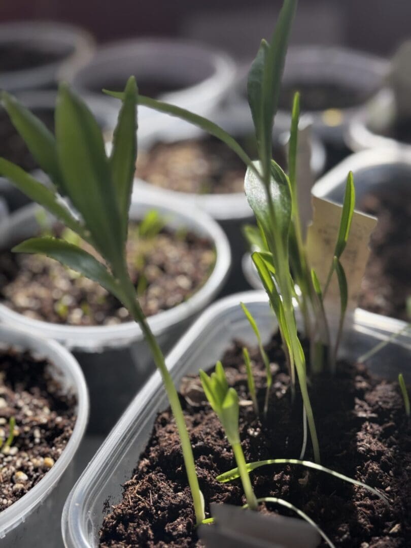 Seed to flower starting ( follow a martagon seed )