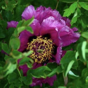 Black Dragon Wu Long Peng Sheng Suffruticosa Tree Peony