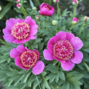 Magenta peonies with frilly yellow centers