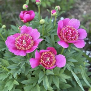 Pink peony blooms with green foliage