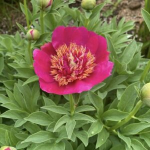 Pink peony bloom with yellow center