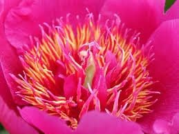 Anemoniflora  Dwarf Peonia