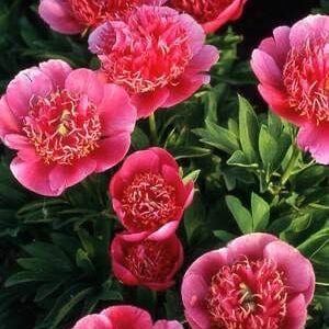 Cluster of pink peony flowers