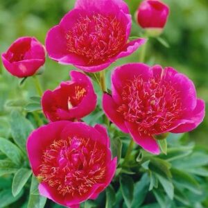 Vibrant pink peony blossoms with green foliage