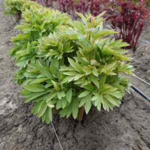 Row of green shrubs in soil