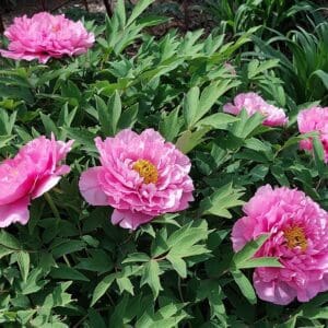 Pink Waterlily Rou Fu Rong