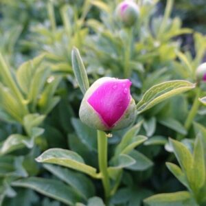 Pink flower bud with dew on leaves