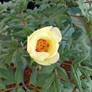 'Golden Crown' Suffruticosa Huang Guan.    Sold Out Spring 2026