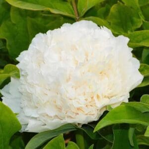 Xue Ta Snow Tower Suffruticosa Peony Tree