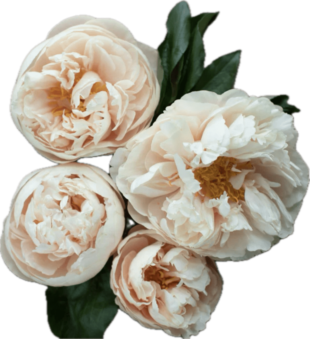 Care of Herbaceous/Itoh Peonia