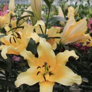 Yellow lilies blooming in greenhouse