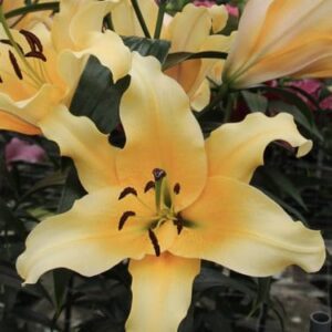 Close-up of pale yellow lily with stamens