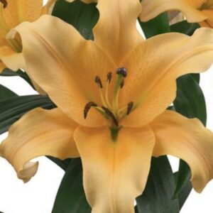 Golden lily bloom with green leaves