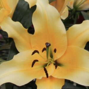Pale yellow lily flower with visible stamens