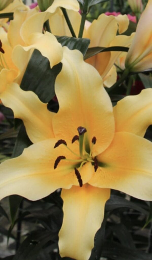 Pale yellow lily flower with visible stamens