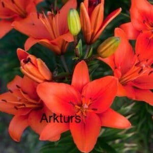 Arkturs Asiatic