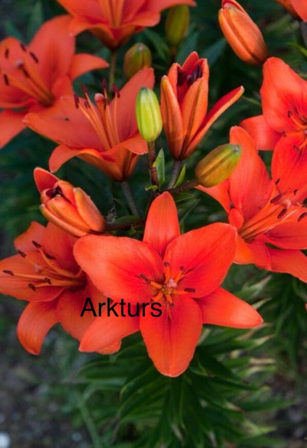 Vibrant orange lilies with green buds nearby.