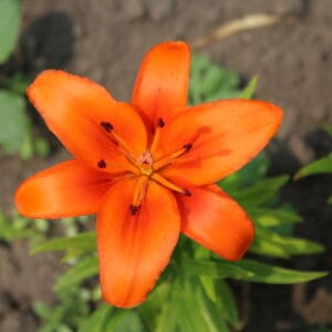 Beautiful orange lily blooming in garden