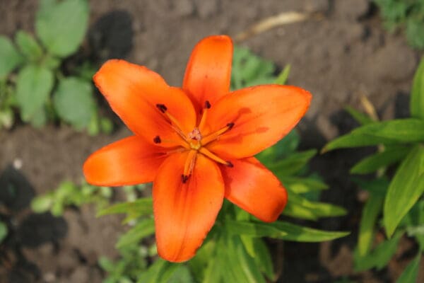 Beautiful orange lily blooming in garden