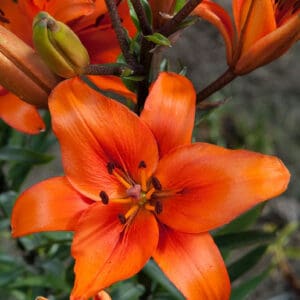 Vibrant orange lily flower among green buds.