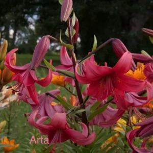 Cluster of vibrant pink lilies in garden.