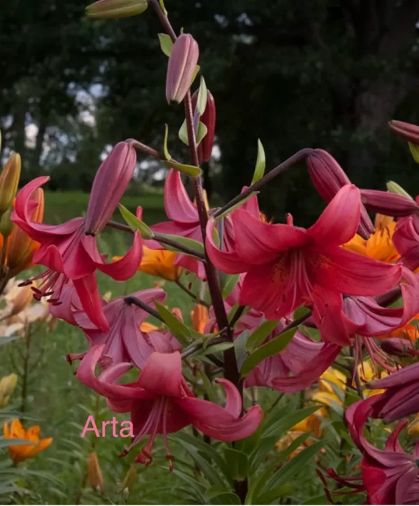 Cluster of vibrant pink lilies in garden.