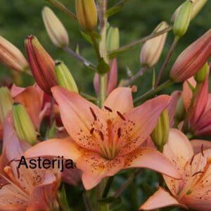 Asterija Lativan Asiatic