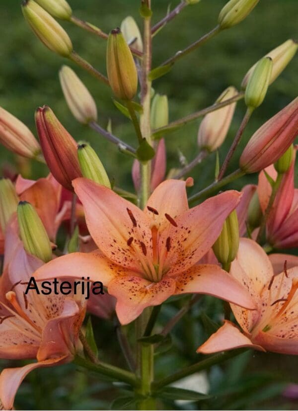Peach lilies with green buds and vibrant petals.