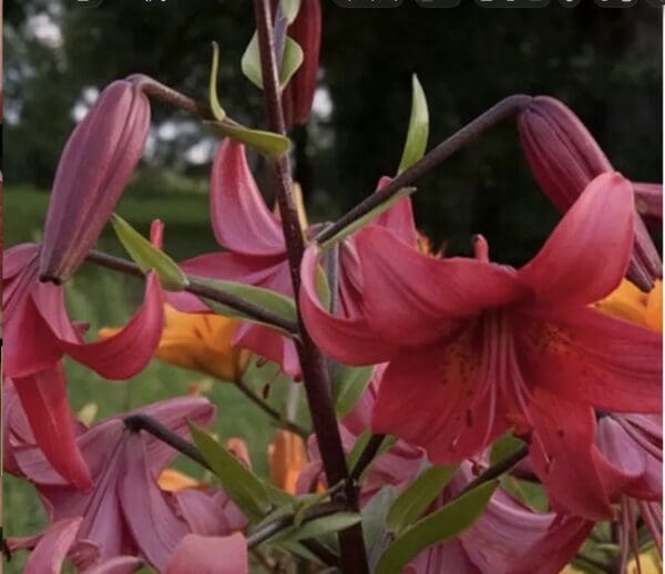 Bright red lilies in full bloom