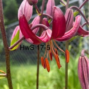 HWS 17-5