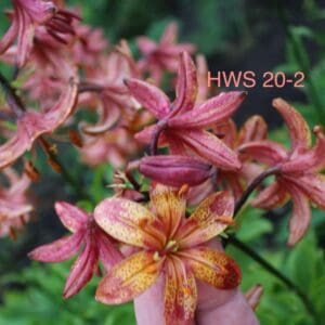 HWS 20-2