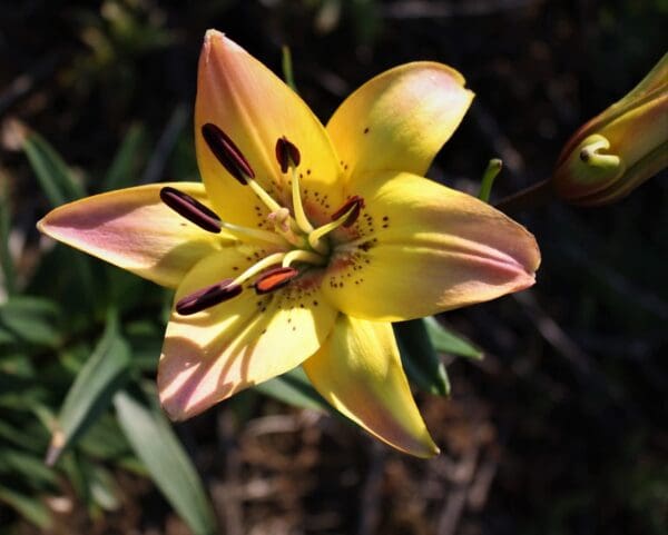 Yellow lily flower with dark stamens in bloom.