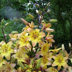 Cluster of yellow lilies with purple accents.