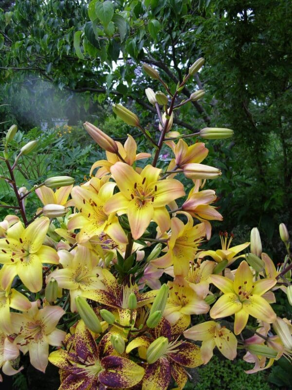 Cluster of yellow lilies with purple accents.