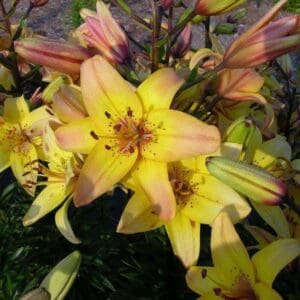 Cluster of yellow lilies with budding flowers.