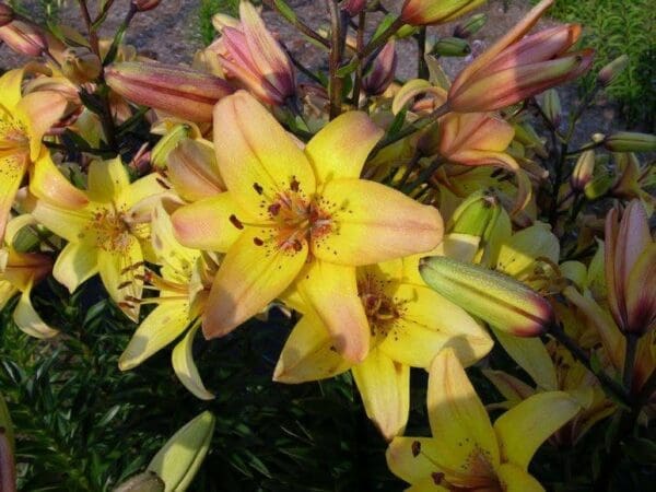 Cluster of yellow lilies with budding flowers.