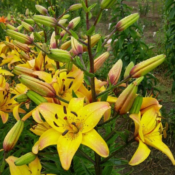 Vibrant yellow lilies with green buds and blooms.