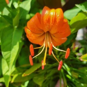 Bright orange flower with red stamens.