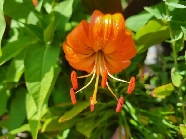 Bright orange flower with red stamens.