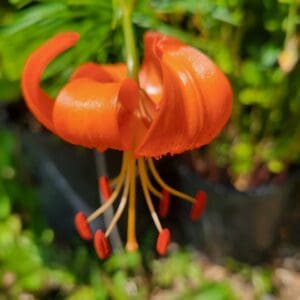 Vibrant orange lily flower with red stamens.