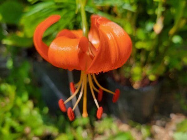 Vibrant orange lily flower with red stamens.