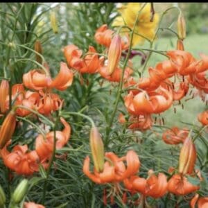 Vibrant orange lilies in a garden