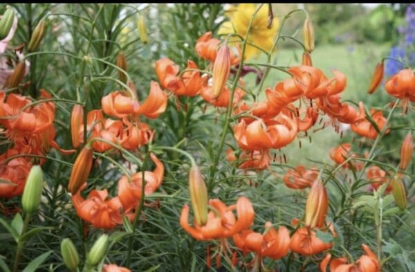 Vibrant orange lilies in a garden