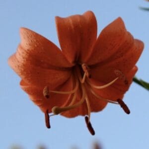Single orange lily against blue sky