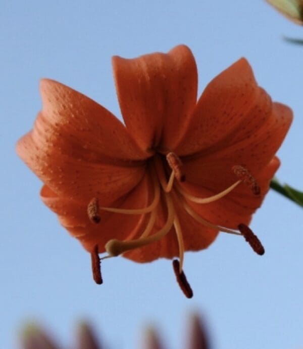 Single orange lily against blue sky