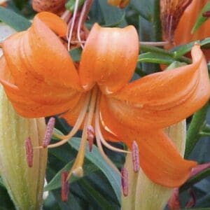 Vibrant orange lily flower in bloom