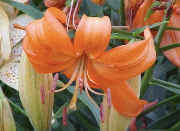 Vibrant orange lily flower in bloom