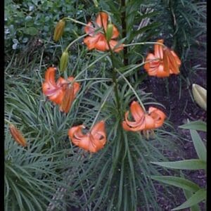 Orange lilies with green foliage