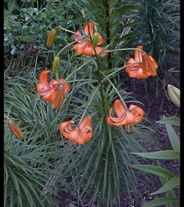 Orange lilies with green foliage